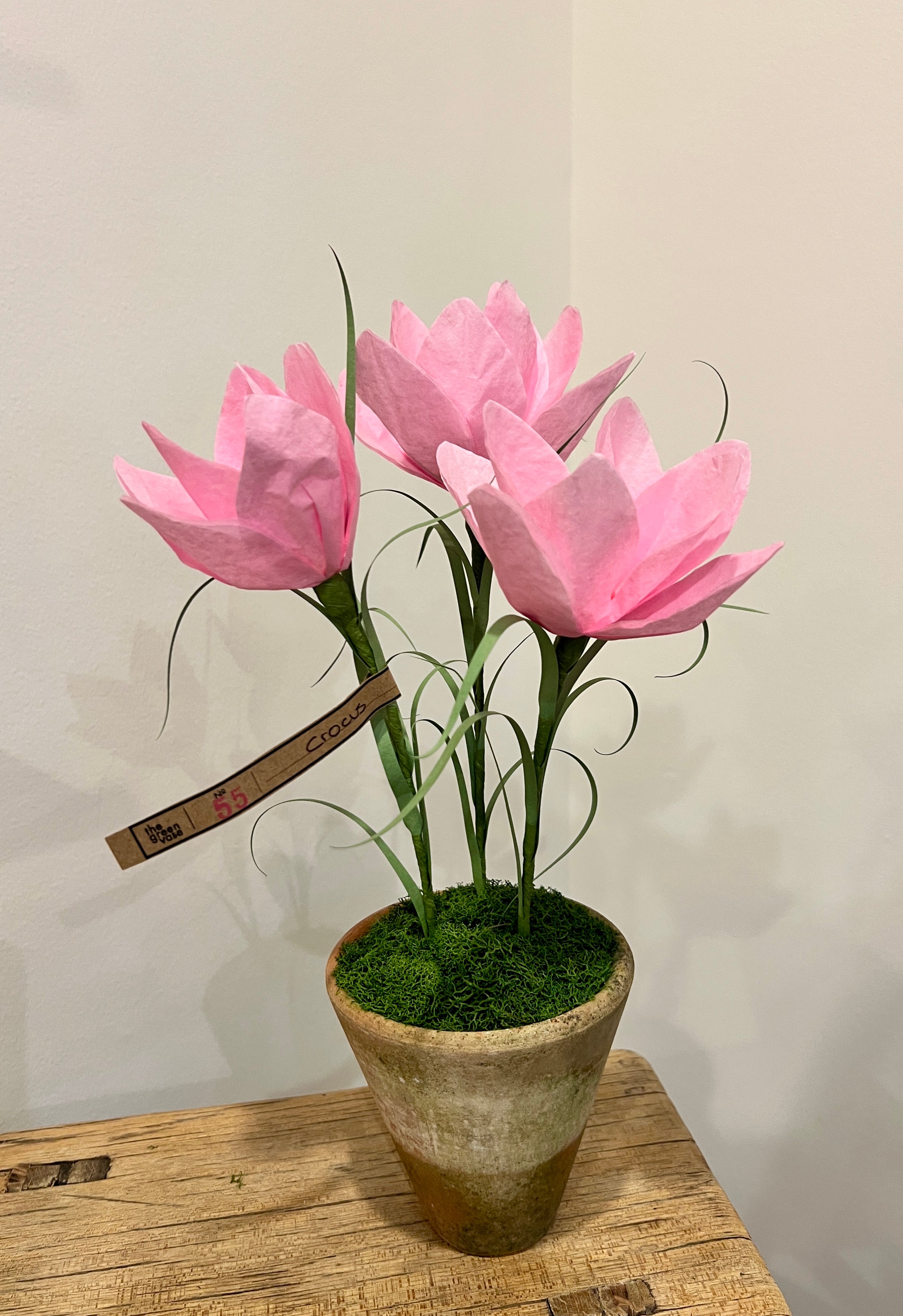 Green Vase Crocus - pink