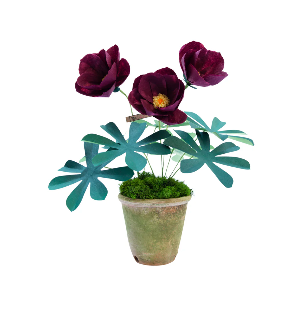 Green Vase Hellebores - Deep Dark Purple