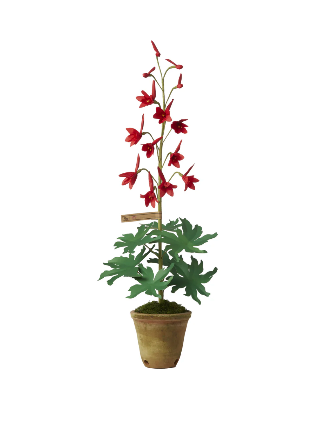 Green Vase Cardinal Larkspur