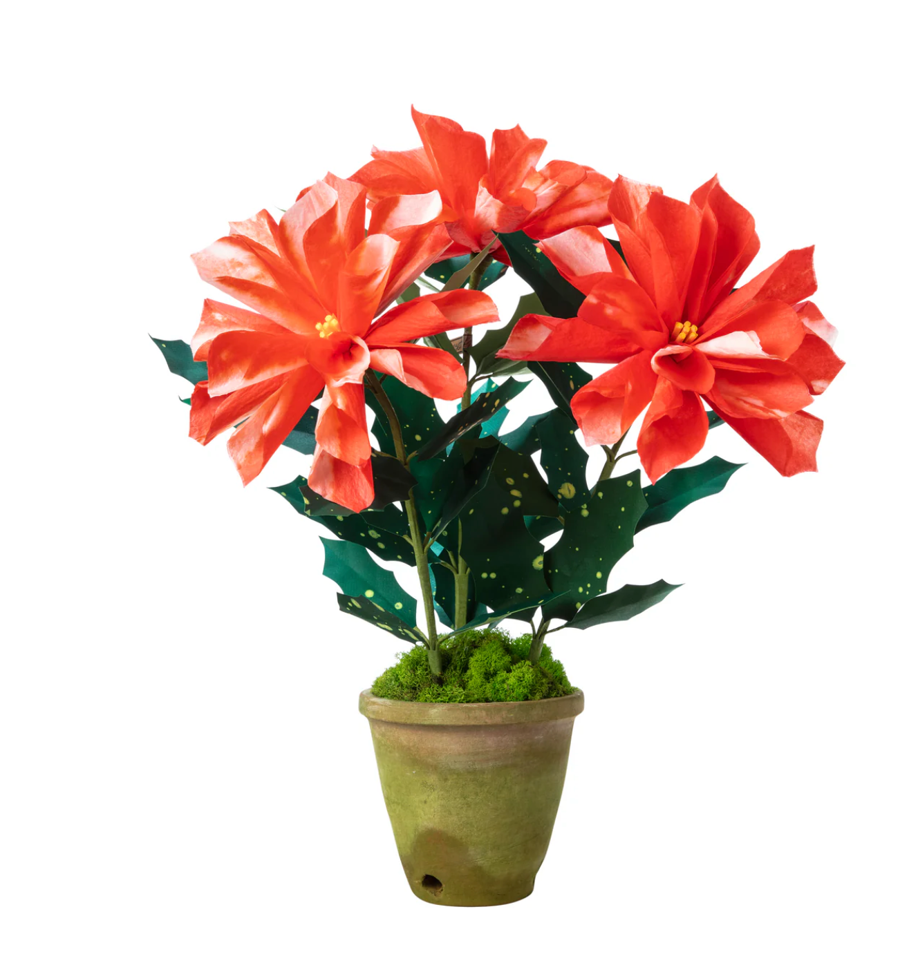 Green Vase Poinsetta - 3 Bloom