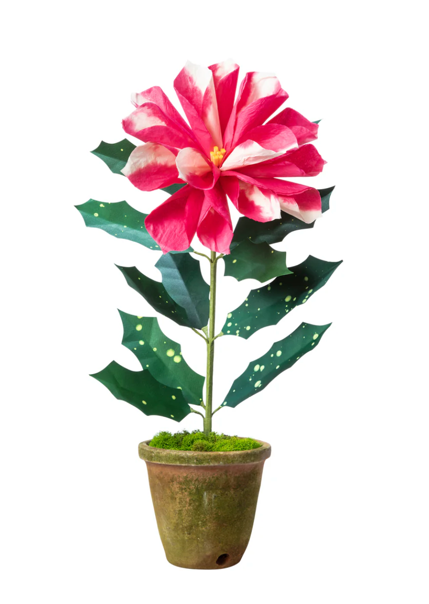 Green Vase Poinsetta - 1 Bloom