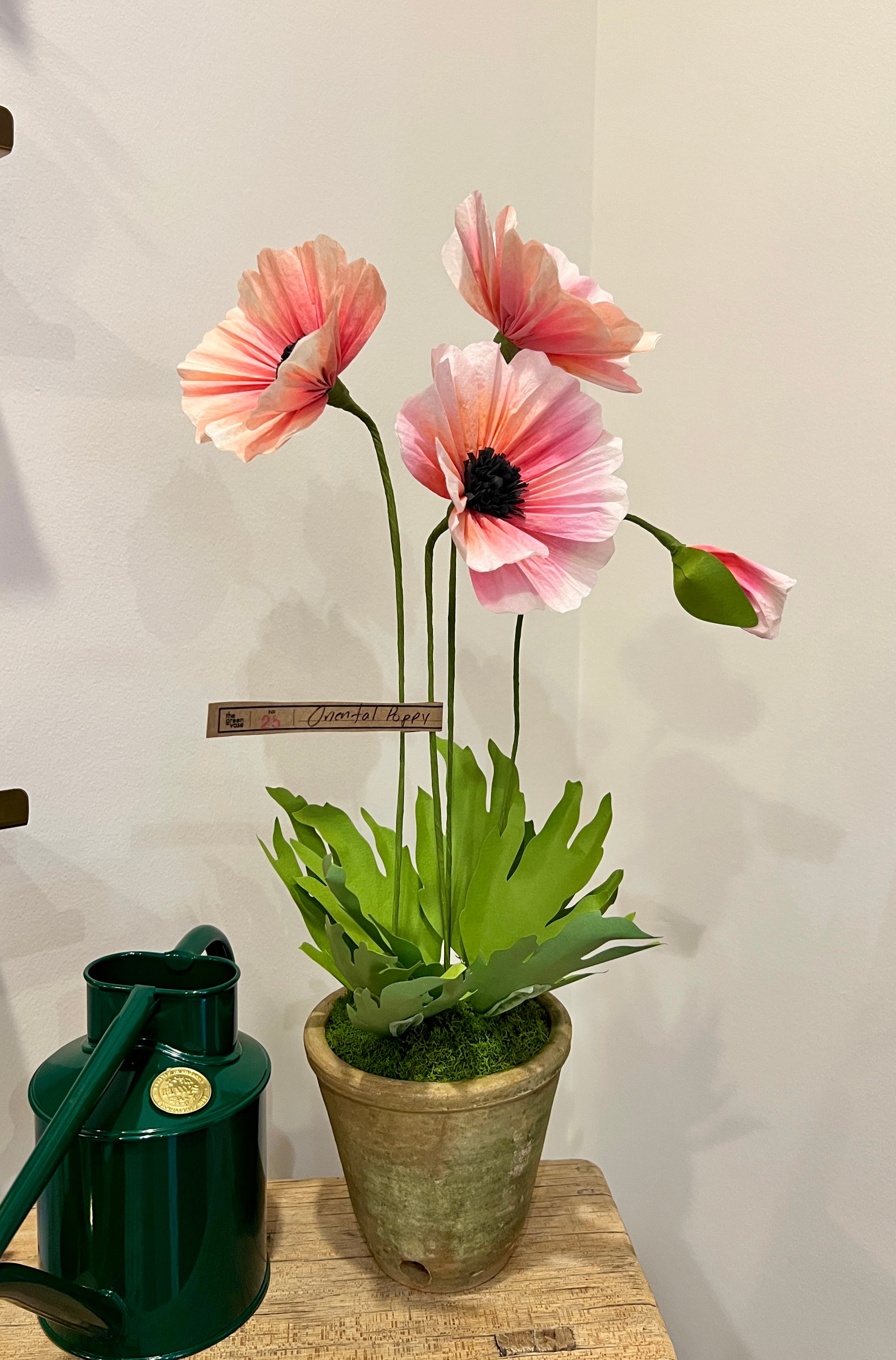 Green Vase Oriental Poppy - pink