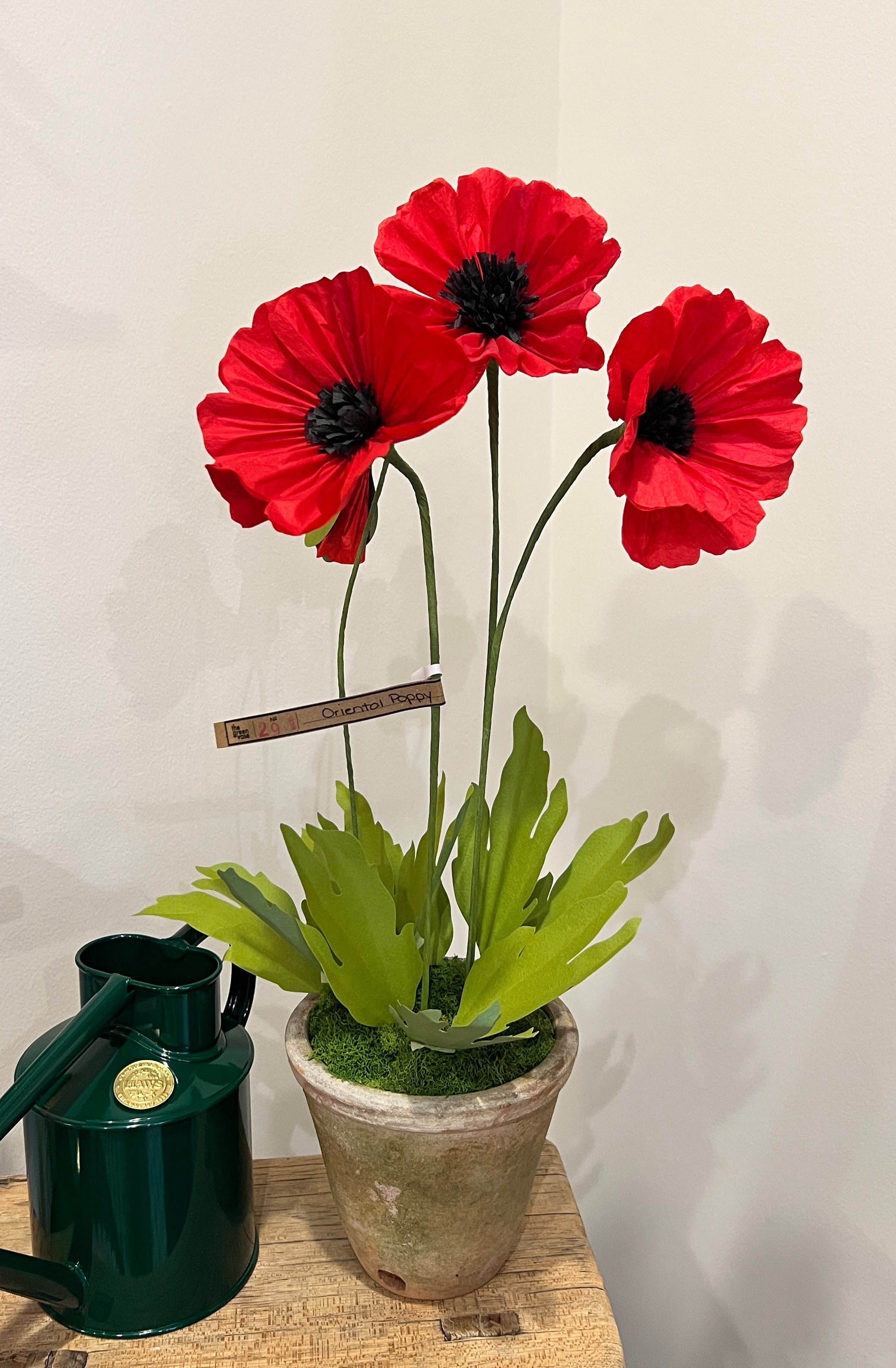 Green Vase Oriental Poppy - red