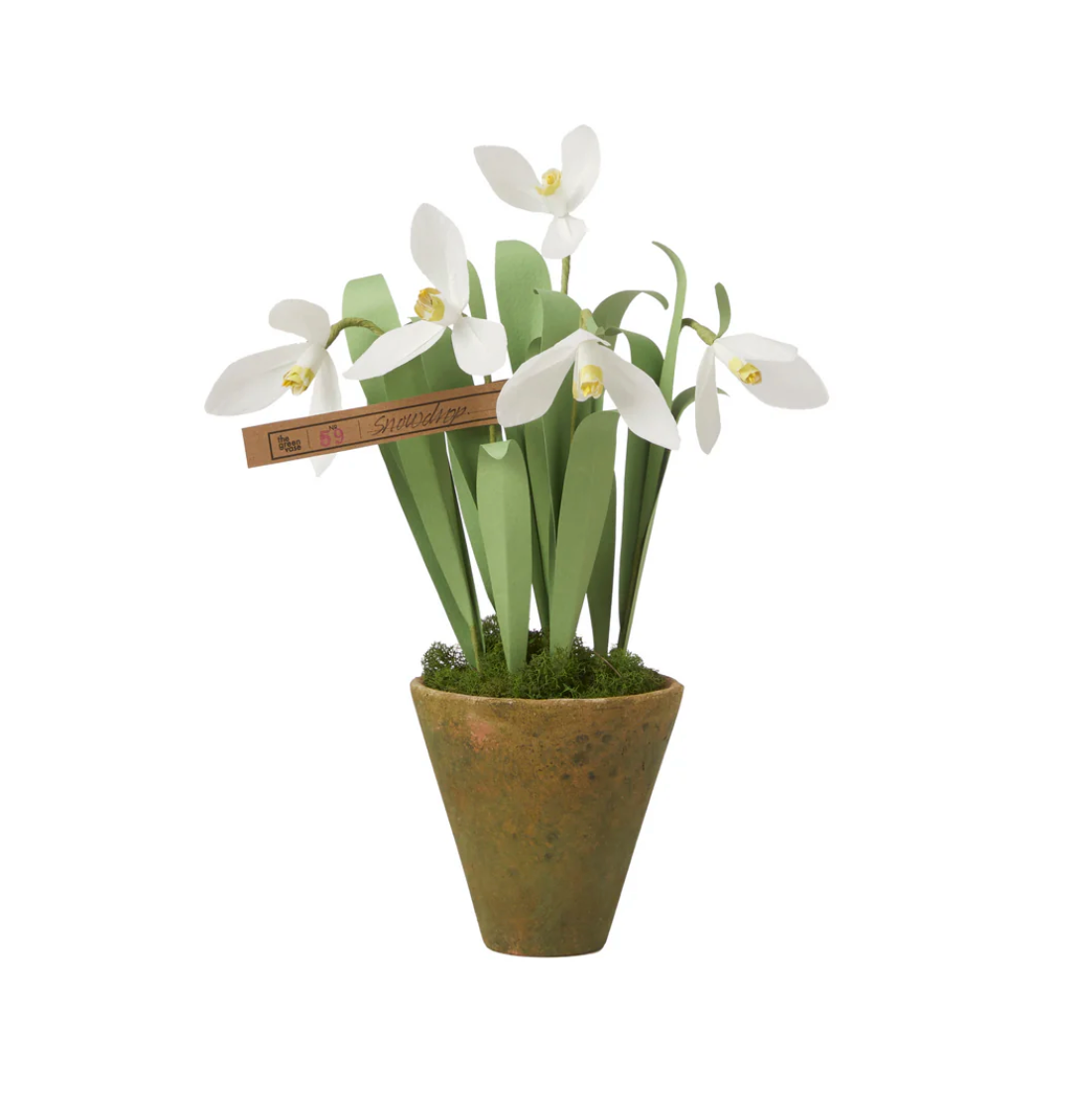 Green Vase Snowdrop