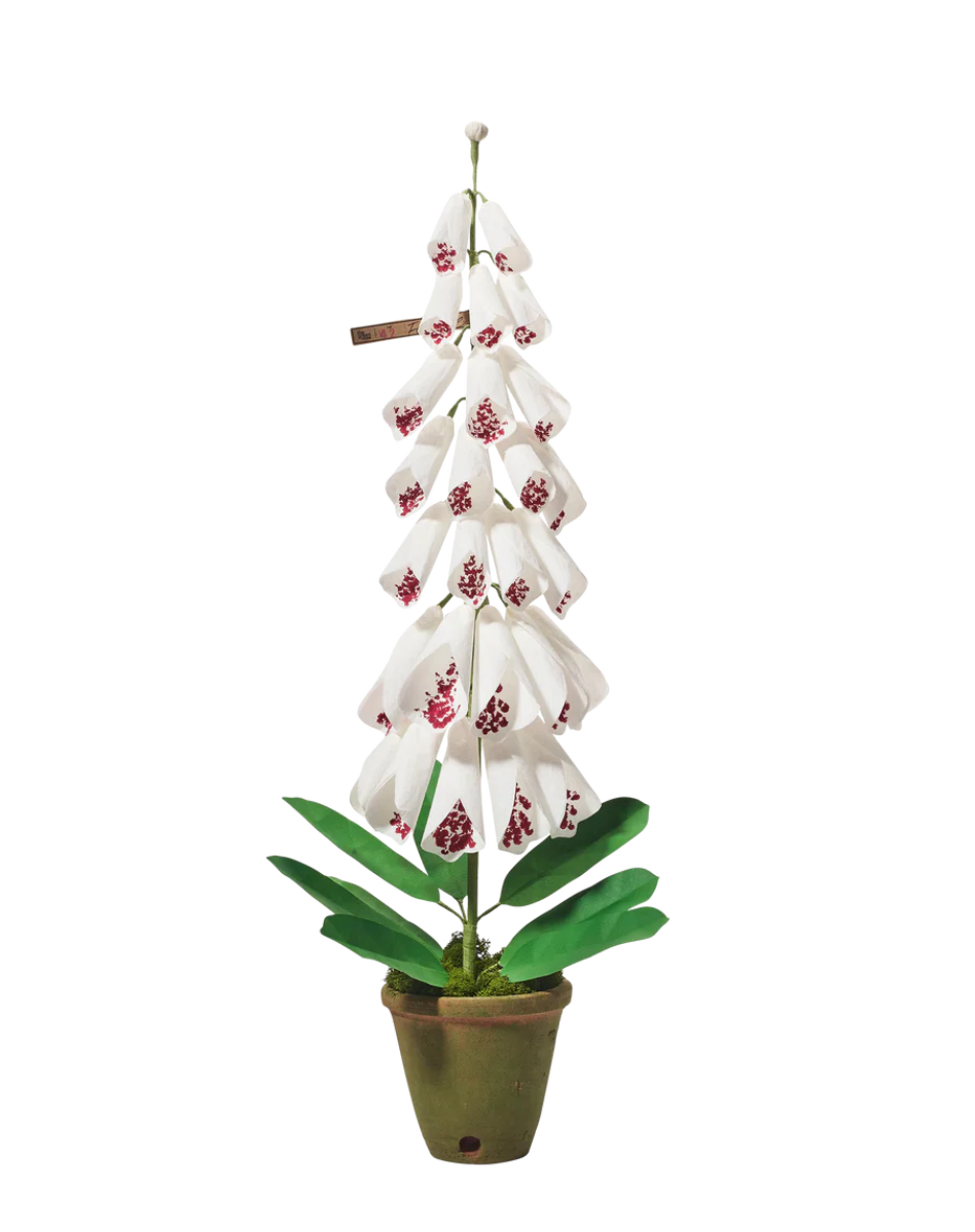 Green Vase Foxglove - white with red speckles