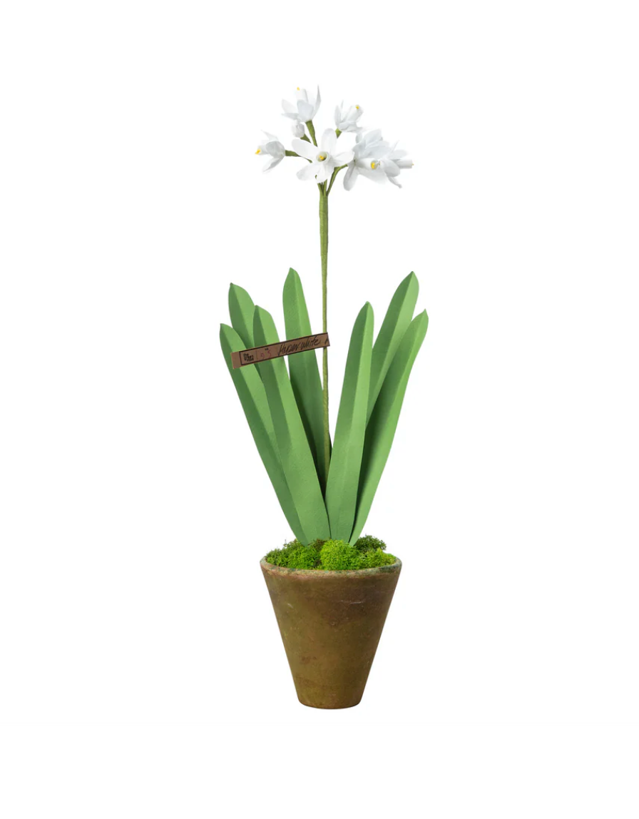 Green Vase Mini Paperwhite