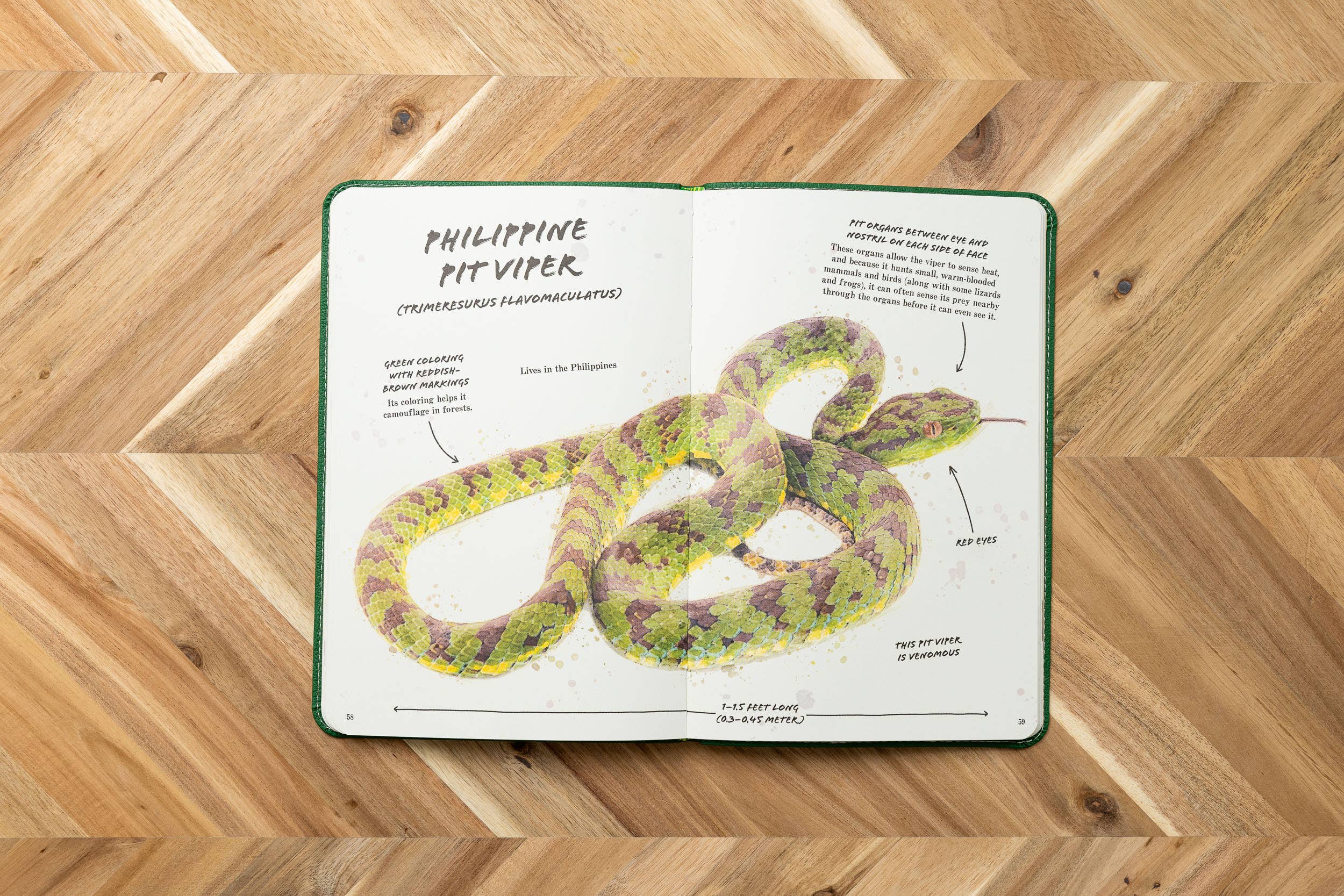 Ultimate Reptile Field Guide Illustrated by Csotonyi