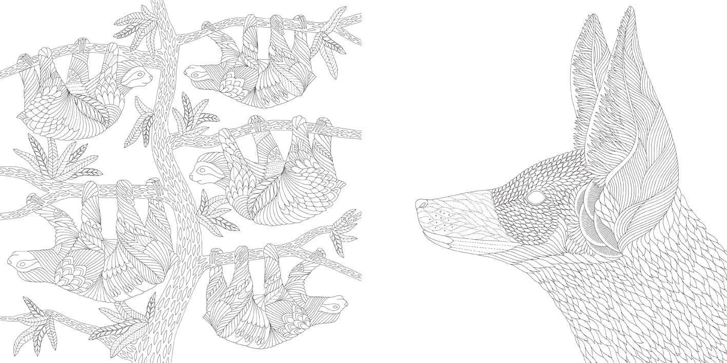 Millie Marotta's Brilliant Beasts Coloring Book
