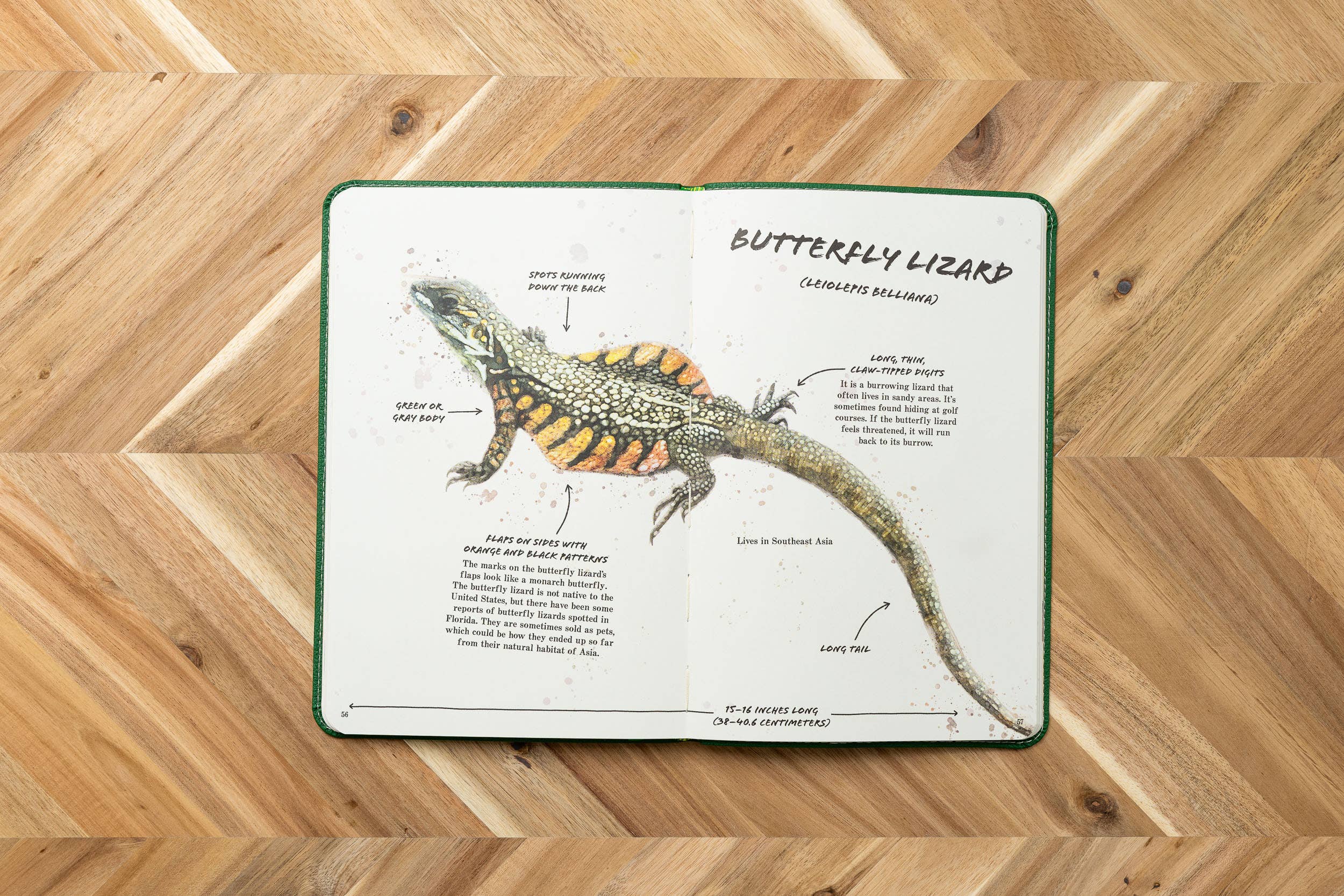 Ultimate Reptile Field Guide Illustrated by Csotonyi